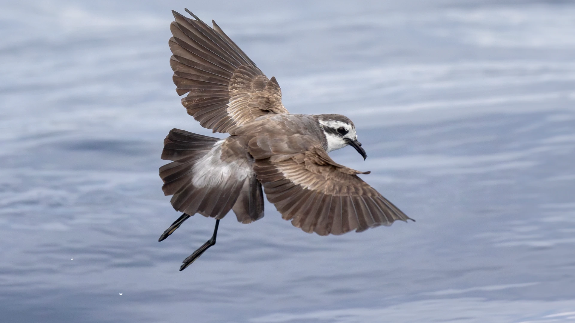 White-faced Storm-Petrel