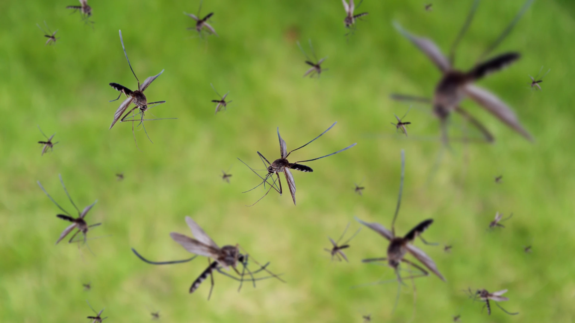 mosquitoes fly over green grass