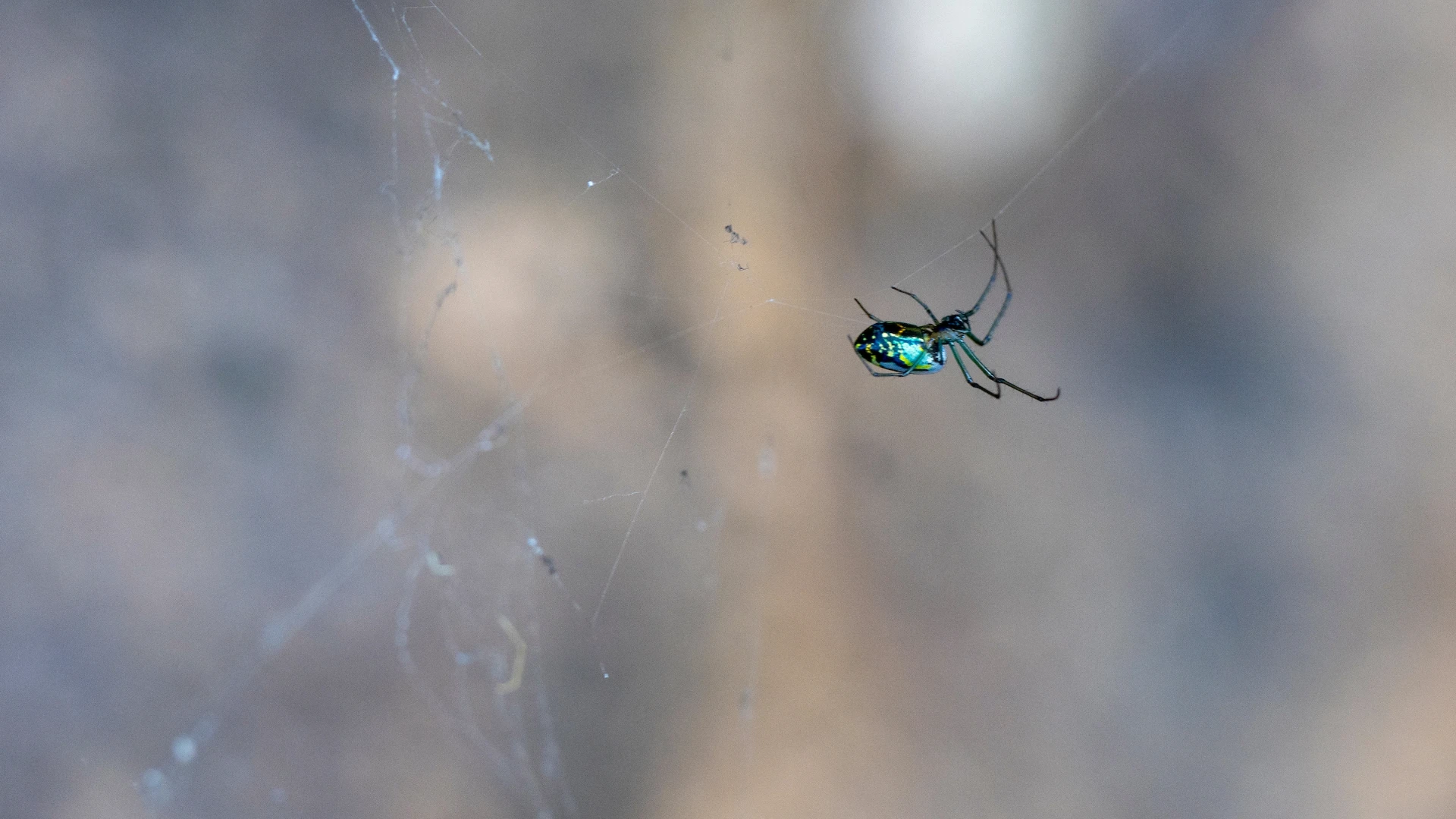 The Strange Types of Spiderwebs Found in Nature