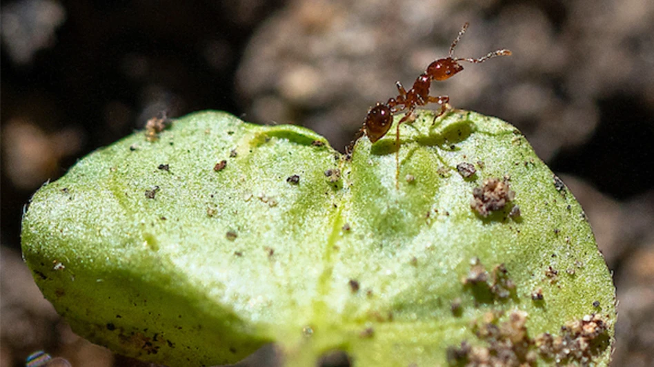 red imported fire ant