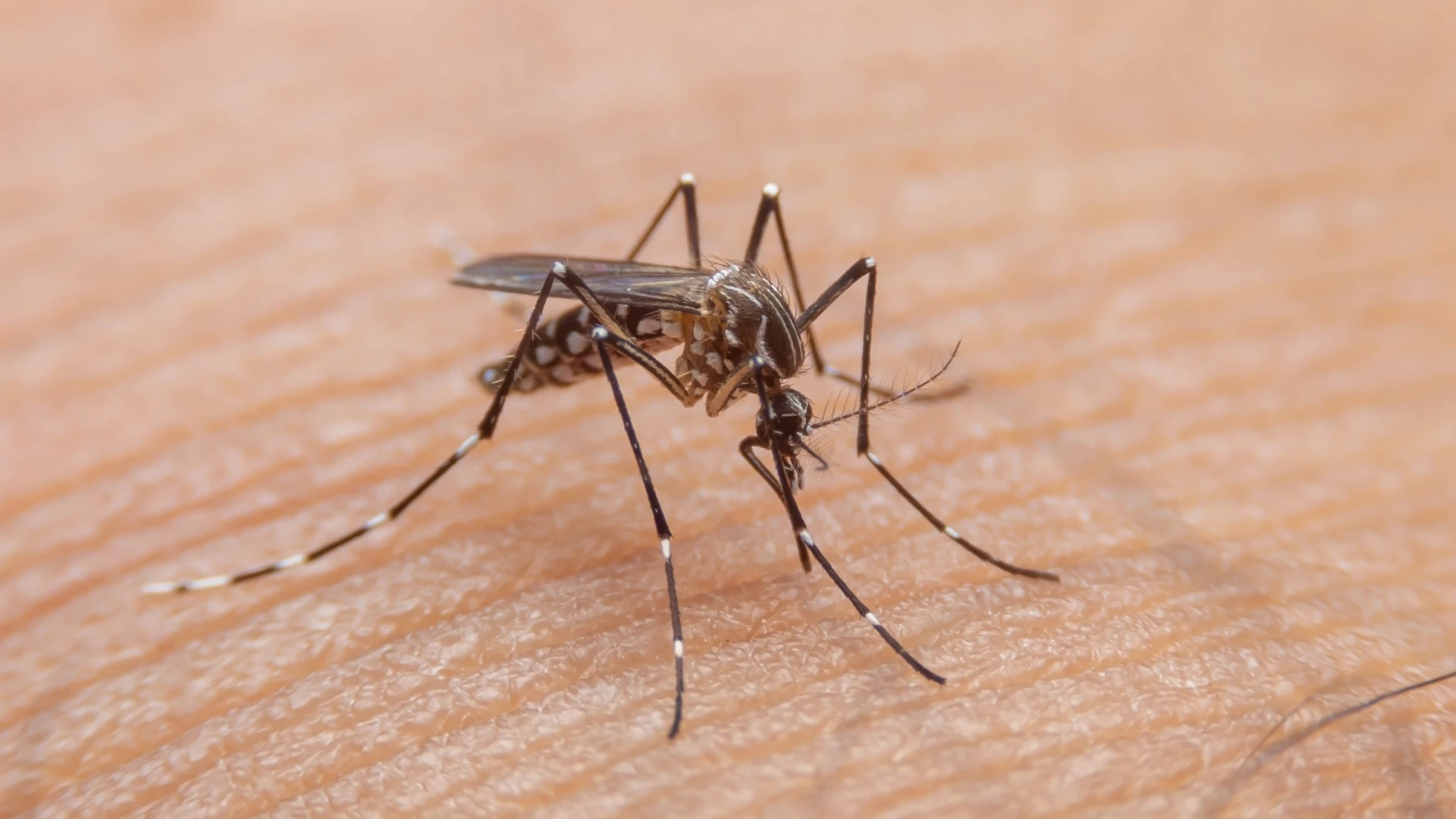 Texas Department of Public Health Reports First Local Case of Dengue Virus in 2024