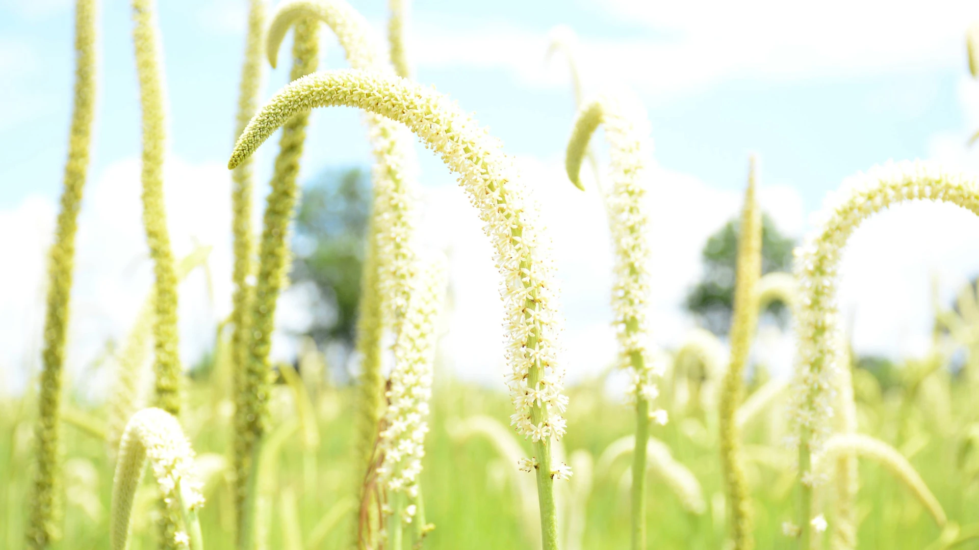 MGK Announces EPA Registration of New Botanical Active Ingredient, Veratrine