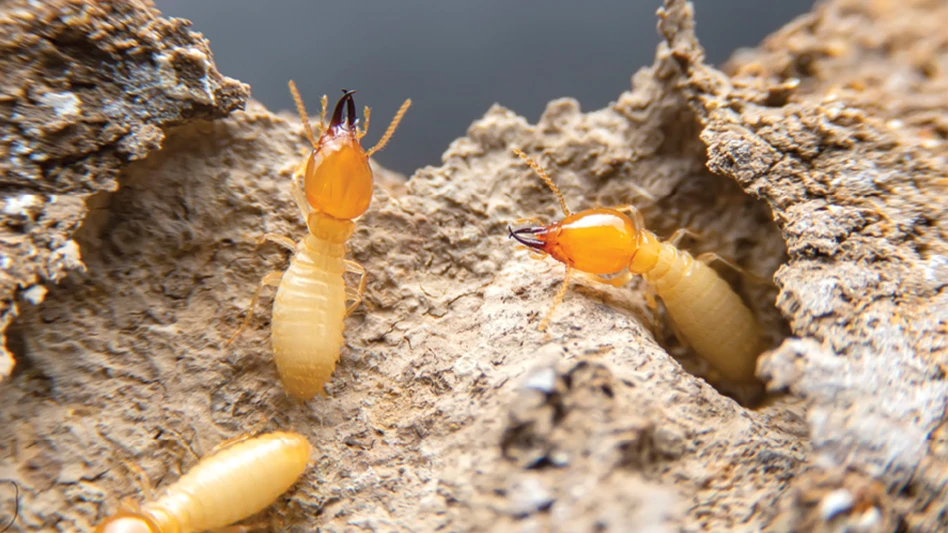 Miami Reigns No. 1 on Orkin's Top 50 Termite Cities