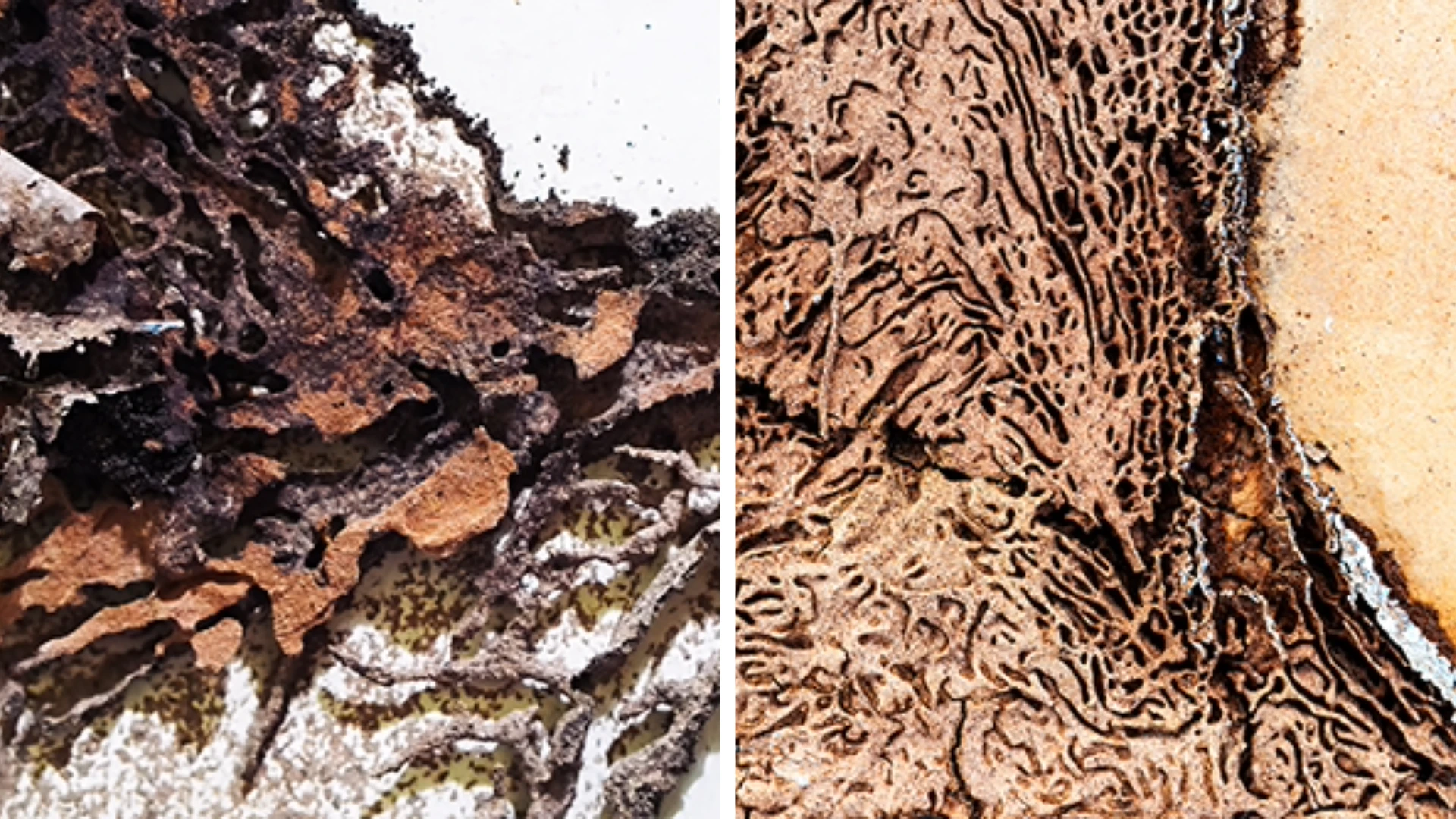 Orkin Ad Campaign Features Termite-Damaged Wood as Artwork