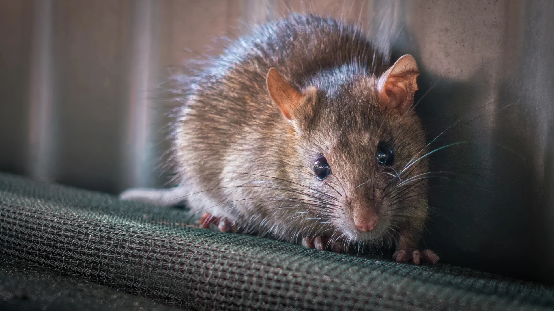 USDA Confirms Bird Flu Detected in Four Rats in California