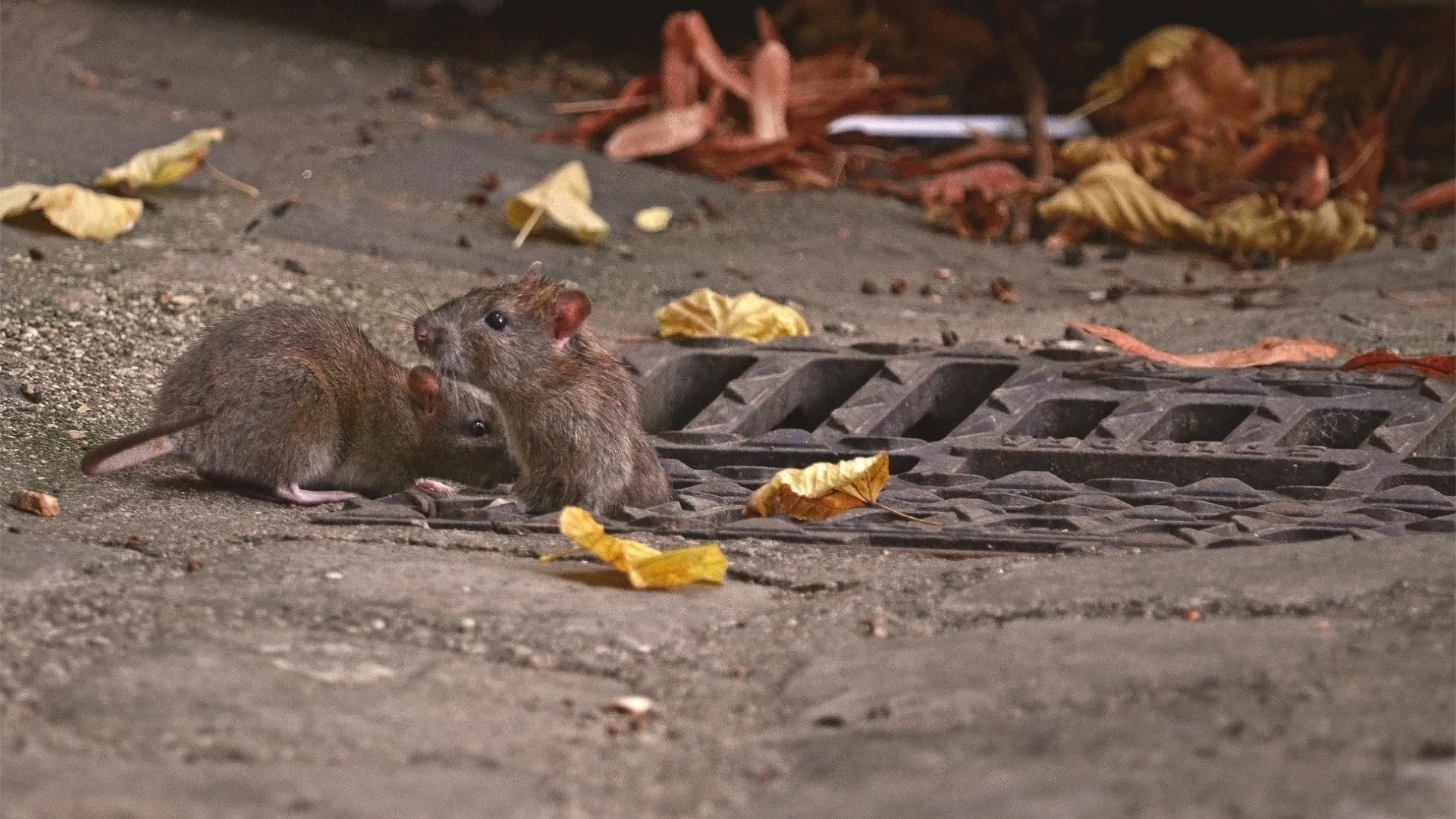 Health Risks From Rodent Work