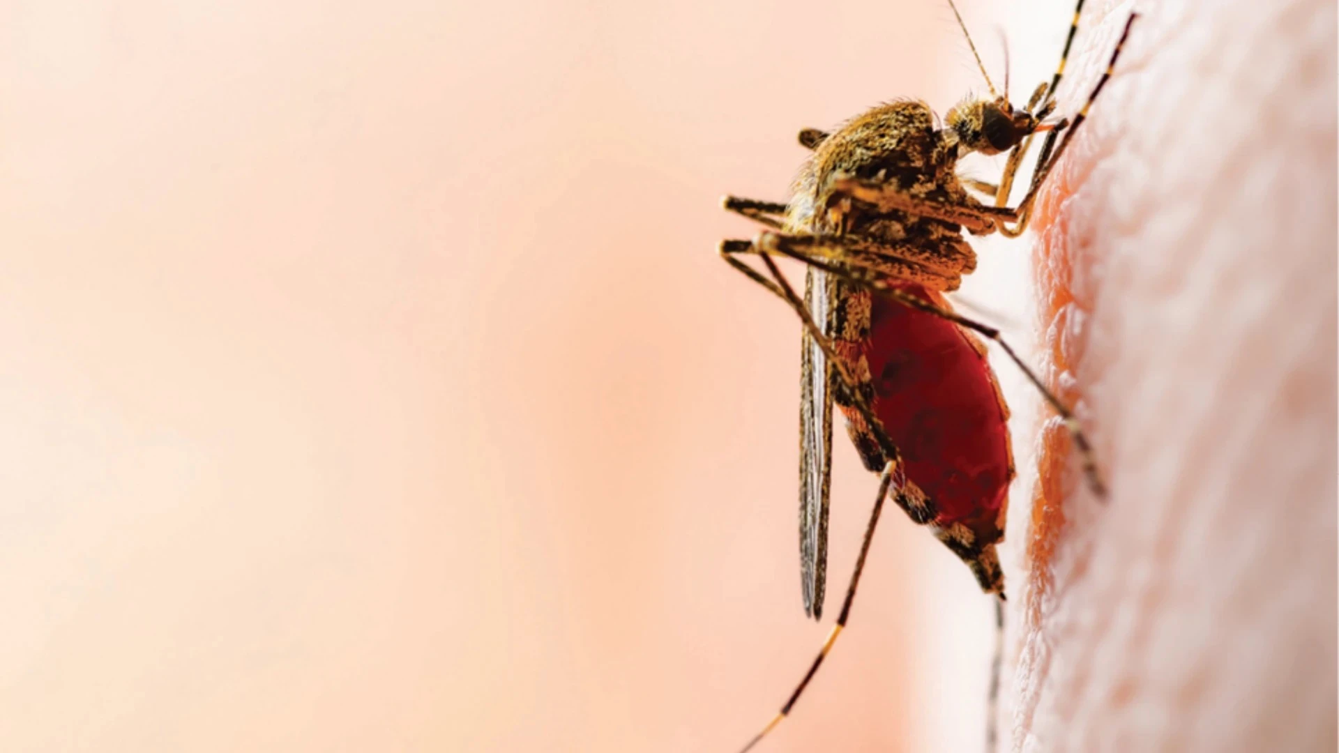 Mosquito Control: Spraying vs. IPM