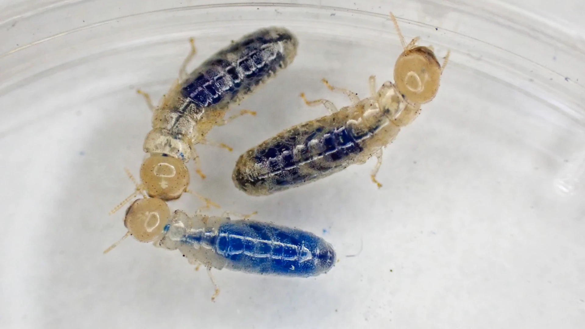 Researchers Discover Chemical to Prevent Drywood Termites from Creating New Exoskeletons