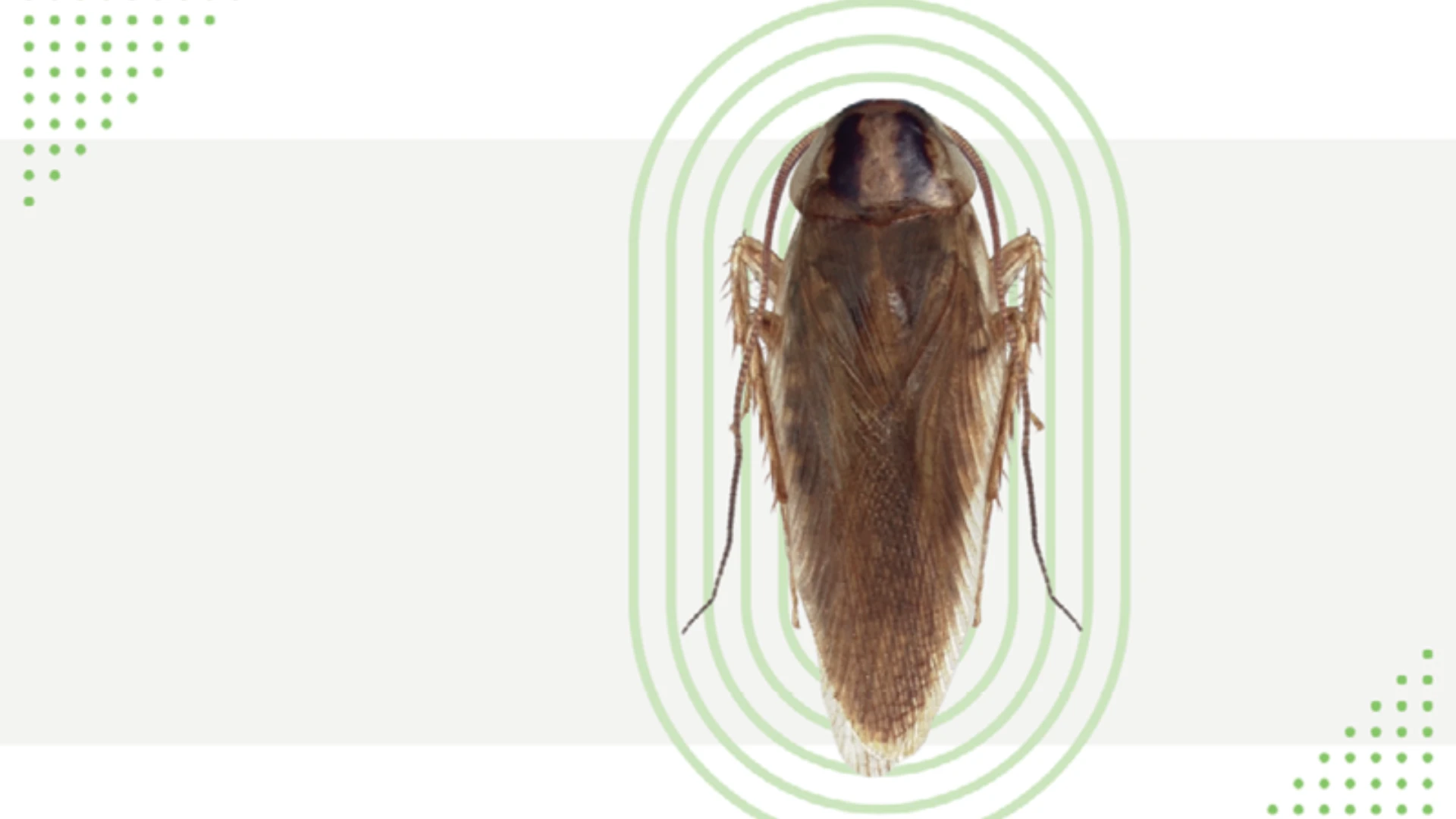 Asian Cockroach Primer
