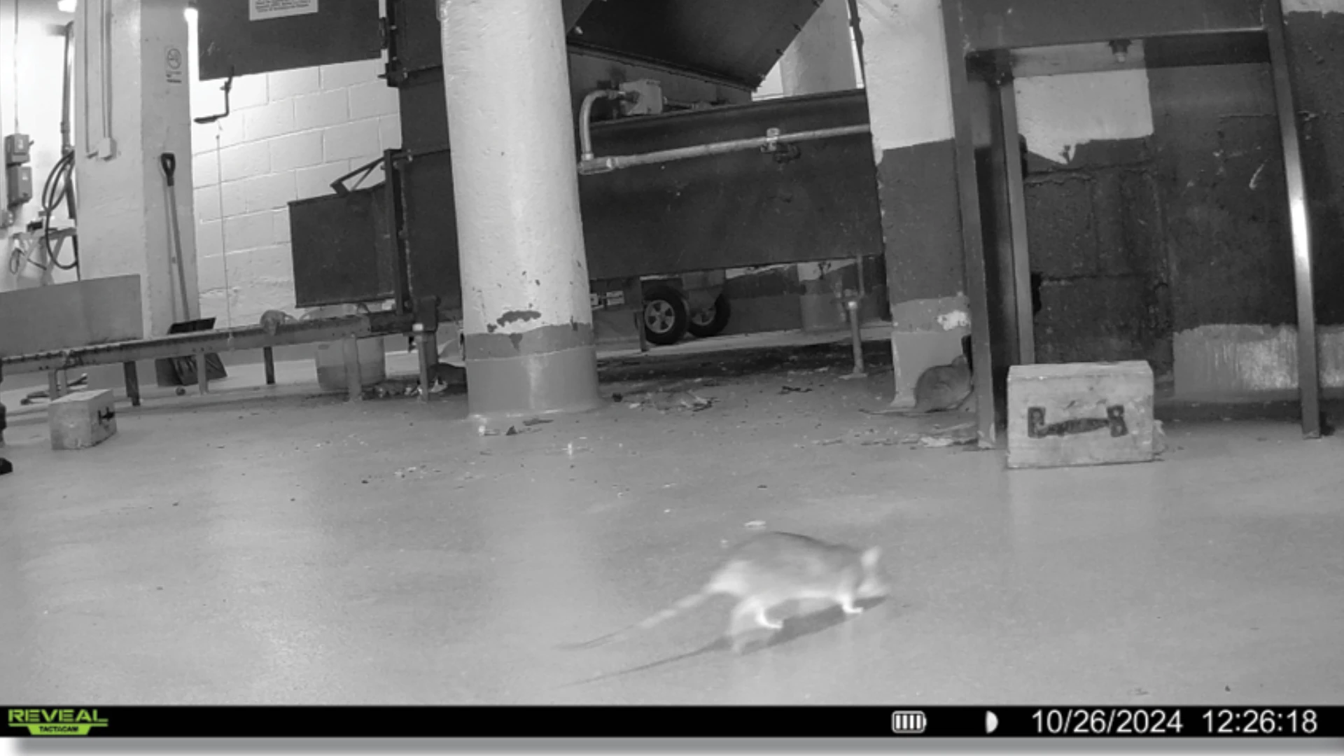 Catching ’em In The Act