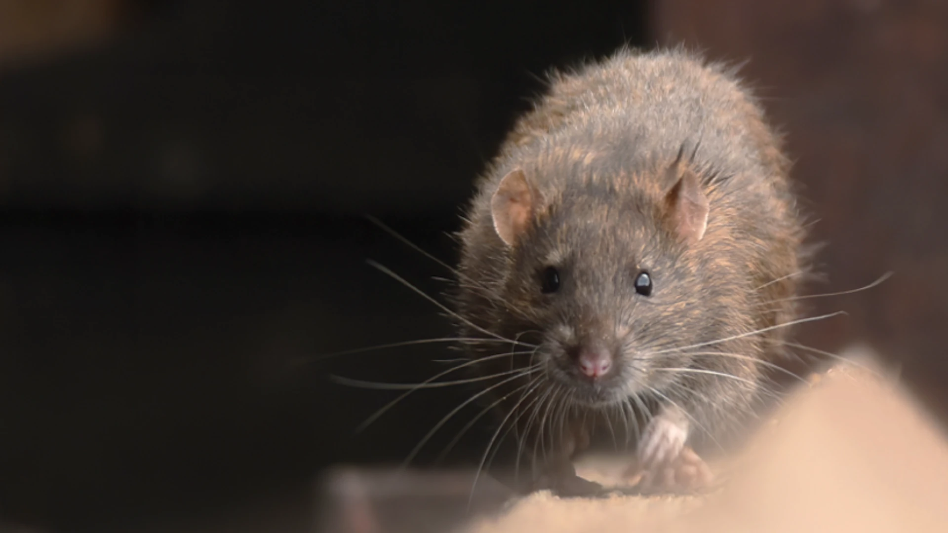 Surfaces: From Rodent-Infested to Squeaky Clean