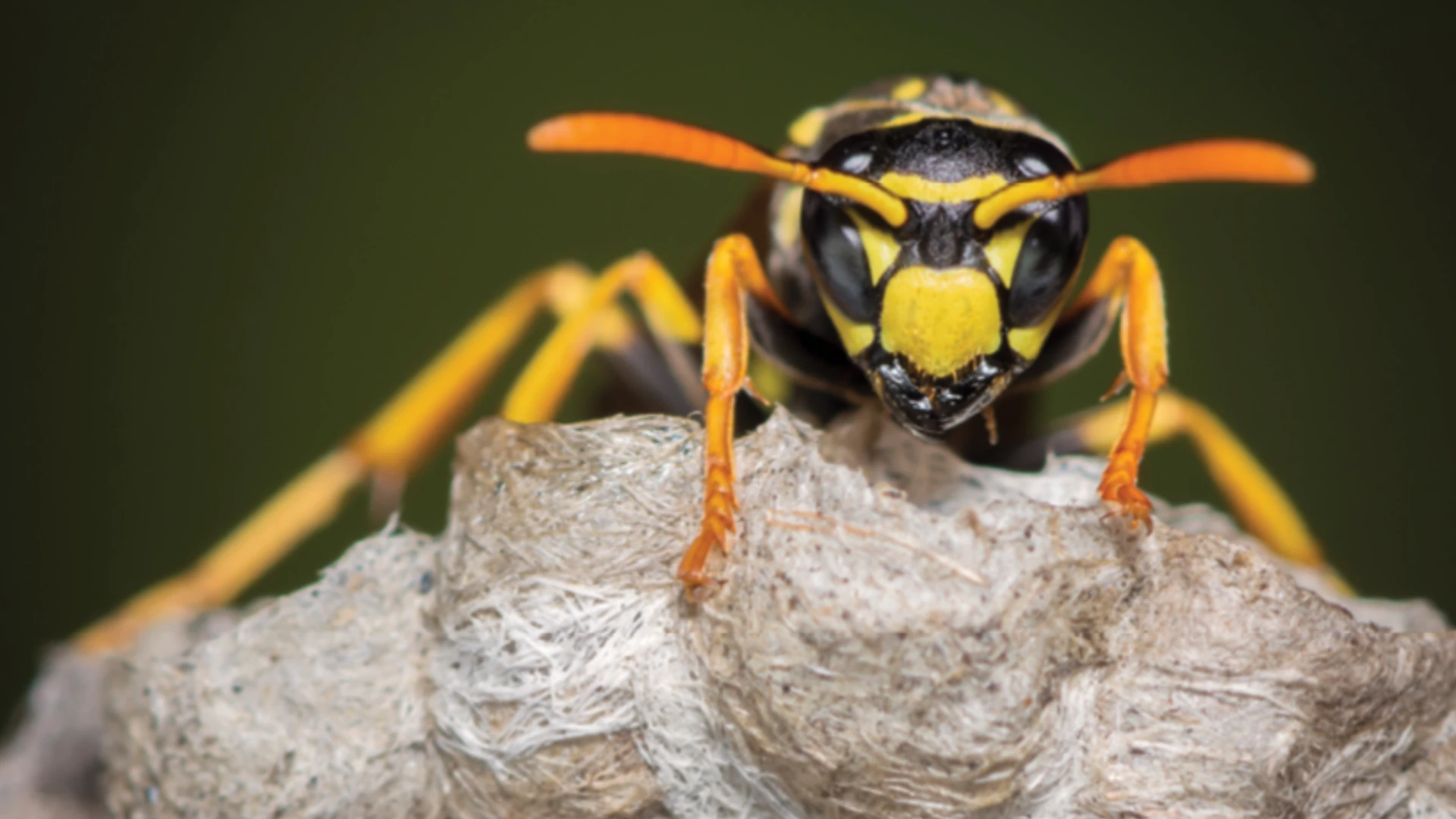 U.S. Yellowjackets: Fantastic Beasts and How to Control Them
