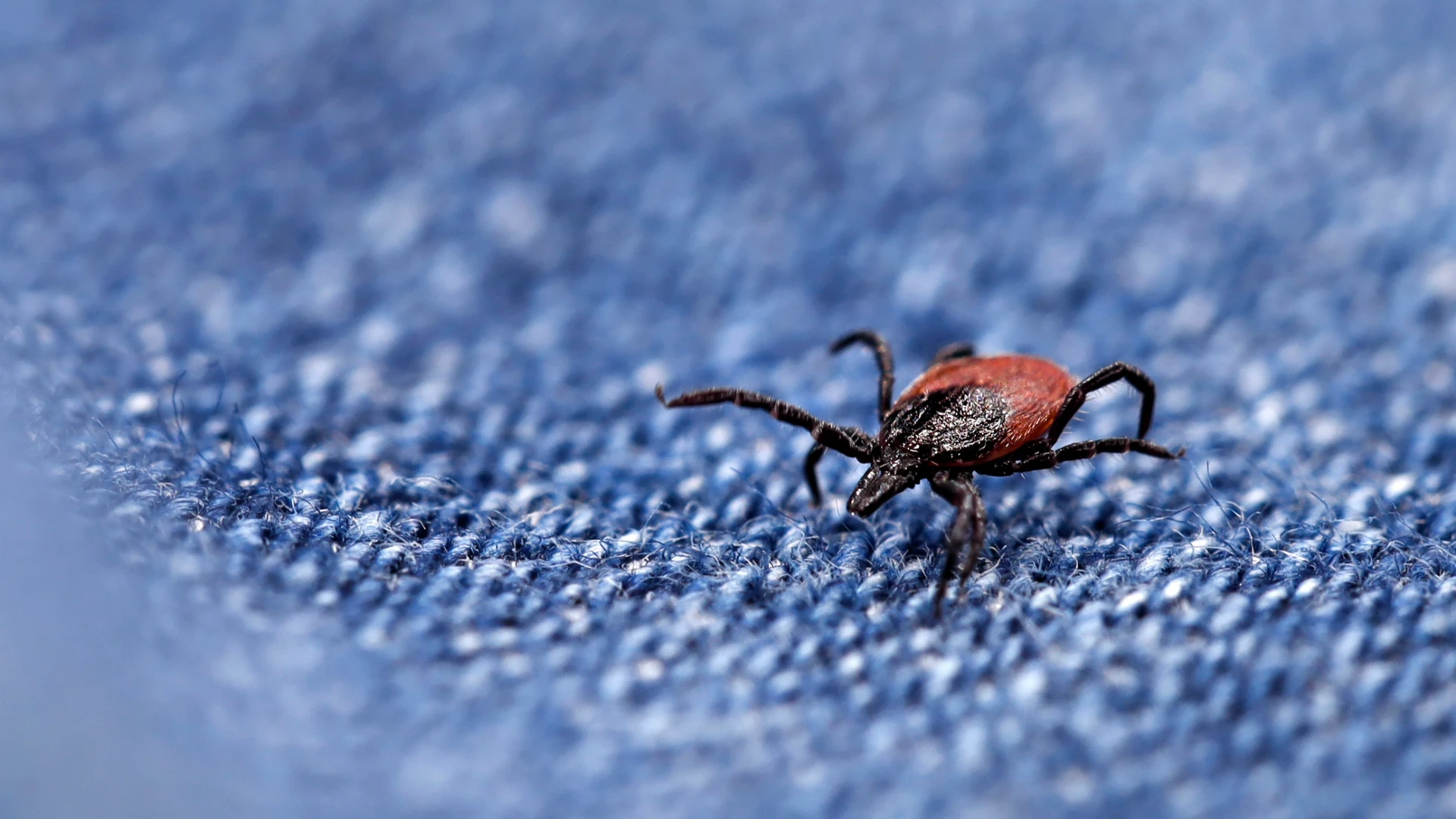 UMass Amherst Research Discovers Donkey Skin Secretion Naturally Repels Deer Ticks