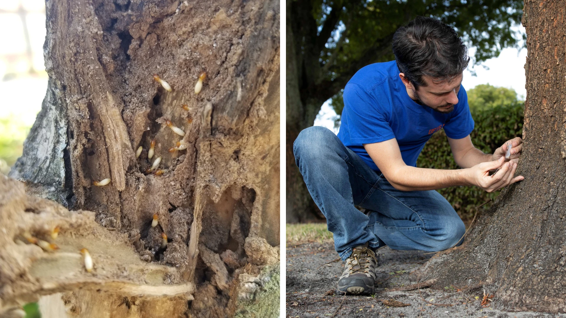 UF/IFAS Researchers Help Find Scientific Solution to Five-Year Termite Infestation