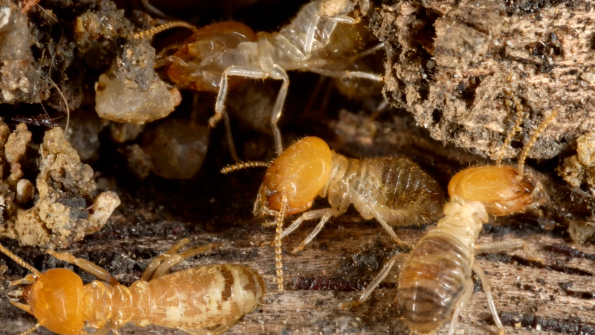 Research Shows Little Brains Solve Big Problems in Termite Colonies