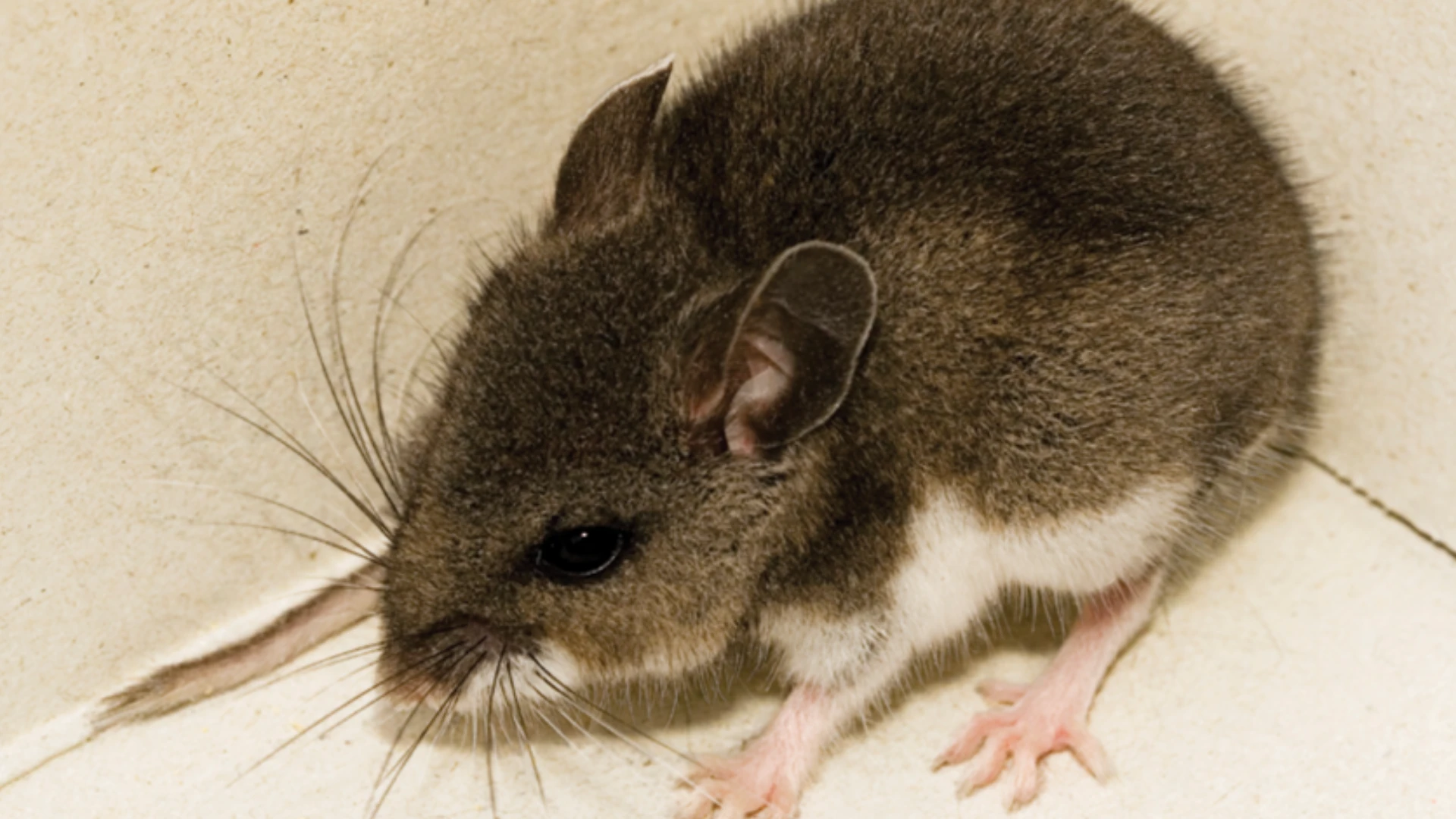 Deer Mice and White-Footed Mice: A Closer Look