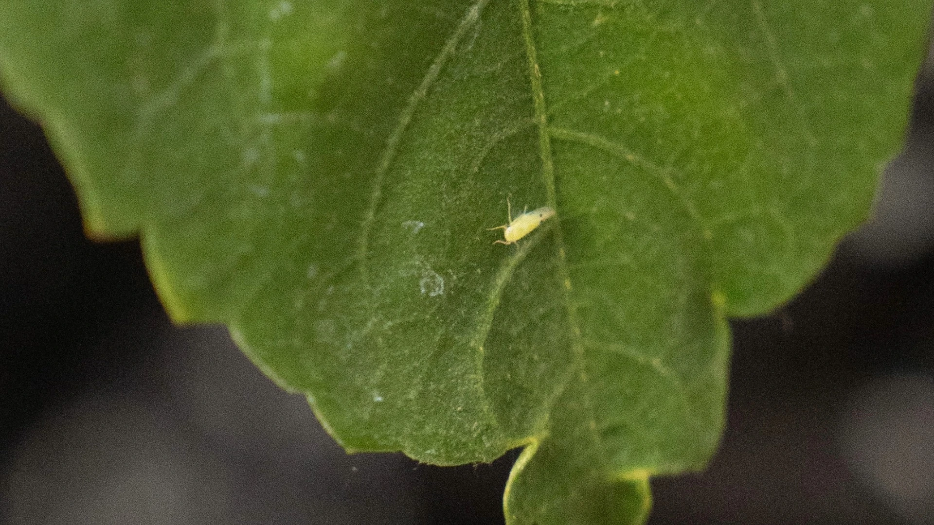 Texas Agriculture Department Warns of Invasive Two-Spotted Leafhopper