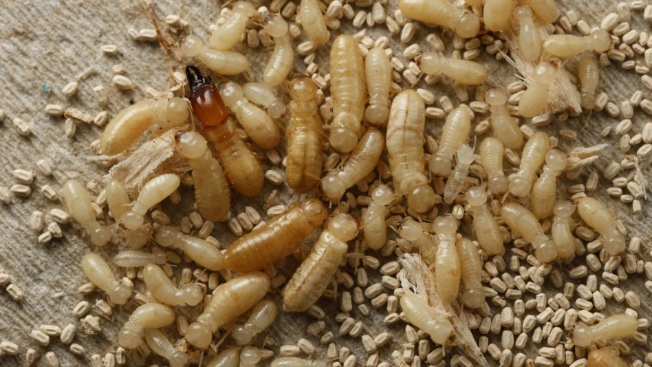 Study Finds Fecal Tests Can Reveal Active Termite Infestations