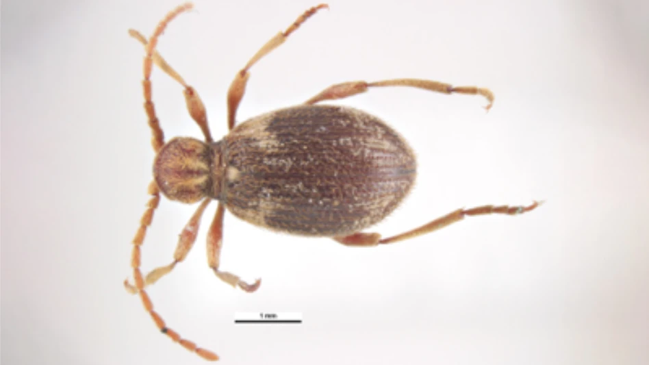 I Wanna Be Just Like You