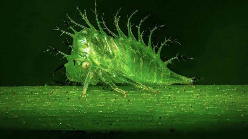 PCT’s 2026 Photo Contest Winner Captures Alien-Like Nymph Insect