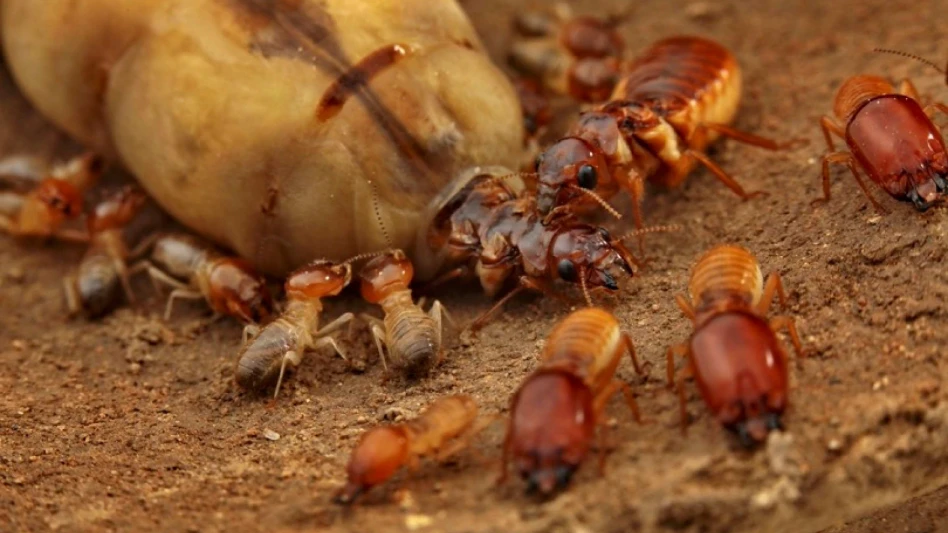 Study Finds Termites Built Mega-Colonies by Losing Genes, Not Gaining Them