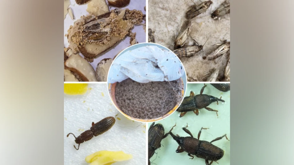 An (Incomplete) Guide to Pantry Pest Food Preferences